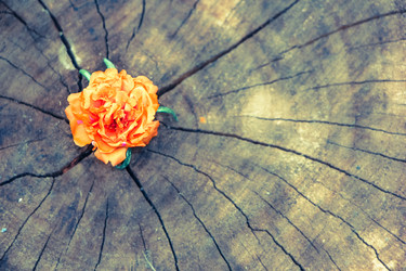 Similar image 13156054