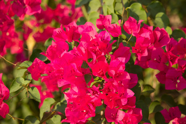 Similar image 13165519