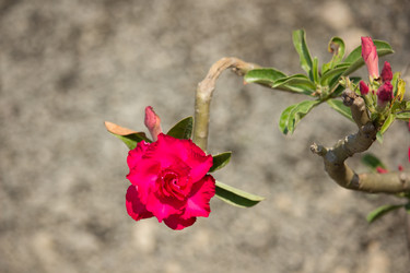 Similar image 13165533