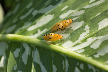 Similar image 13156082