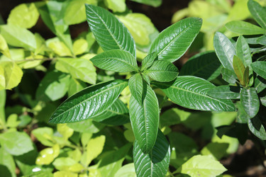 Similar image 13156061