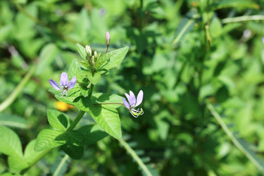 Similar image 13156062