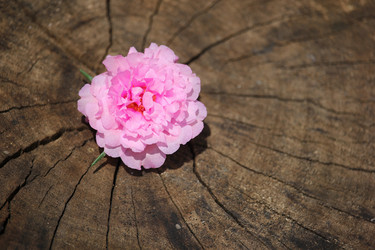 Similar image 13156106