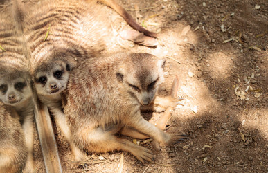 Similar image 13154232