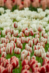 Similar image 13149019