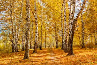 Similar image 13155315