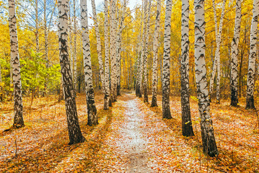 Similar image 13155316