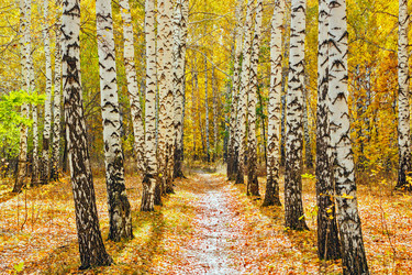 Similar image 13155317