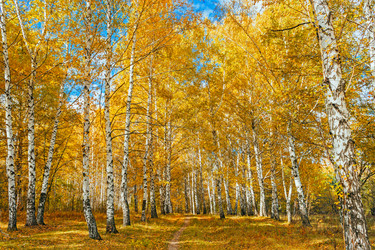 Similar image 13155318