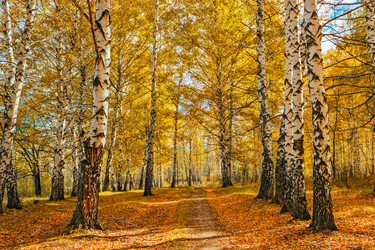 Similar image 13155319