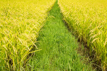 Similar image 13150390