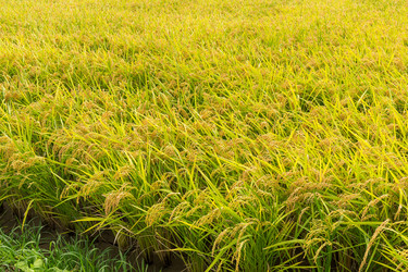 Similar image 13150468