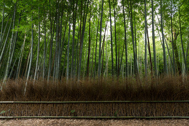 Similar image 13149502