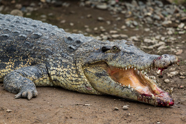 Similar image 13149984