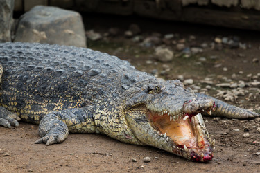 Similar image 13150000