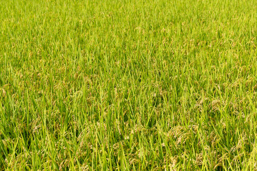 Similar image 13150705