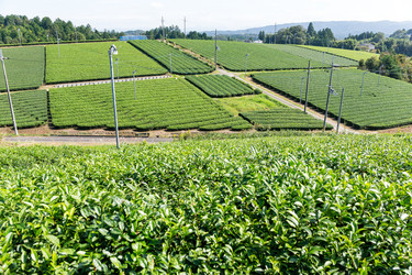 Similar image 13149585