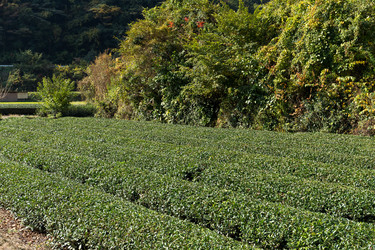 Similar image 13149553