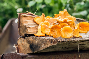 Similar image 13149095