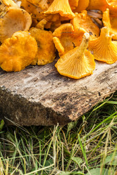 Similar image 13149135