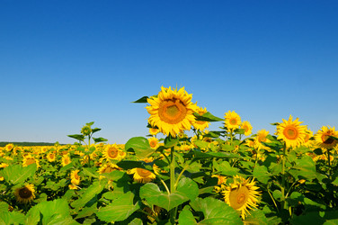 Similar image 13152576