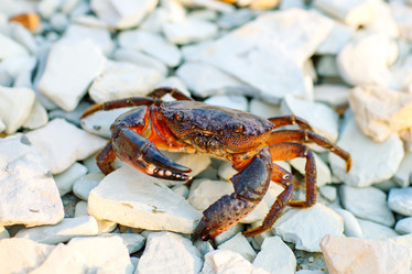 Similar image 13155415