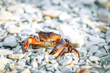 Similar image 13155416