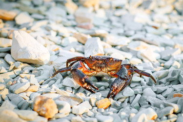 Similar image 13155418