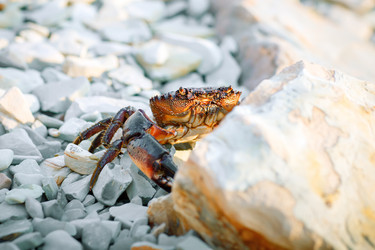 Similar image 13155419