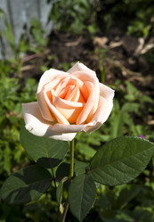 Similar image 13152031