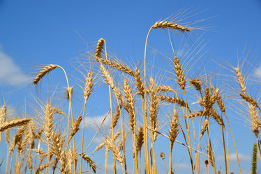 Similar image 13162042