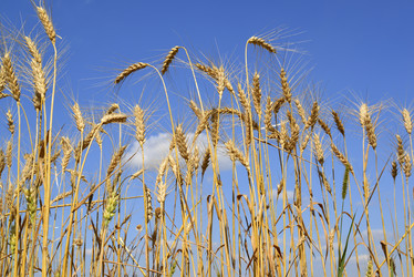 Similar image 13162043