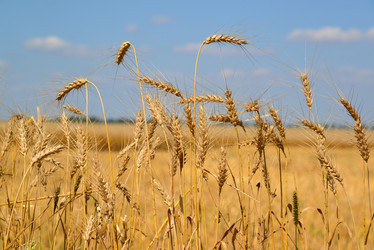 Similar image 13162088