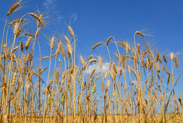 Similar image 13162106