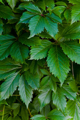 Similar image 13154687