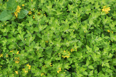 Similar image 13155242