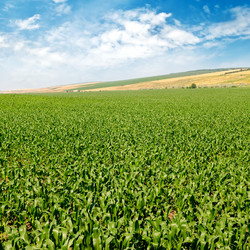 Similar image 13156030