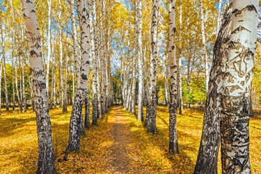 Similar image 13155380