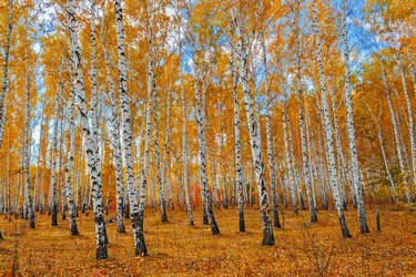 Similar image 13155385