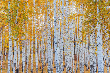 Similar image 13155388