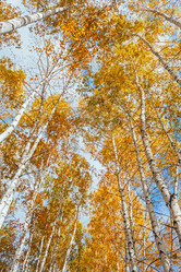 Similar image 13155390