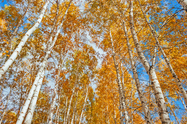 Similar image 13155391