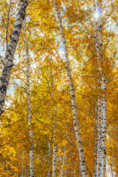 Similar image 13155392