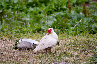 Similar image 13165954