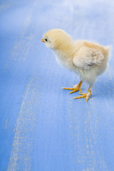 Similar image 13190197