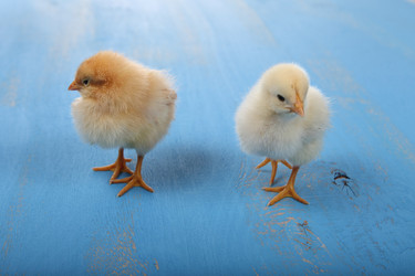 Similar image 13177549