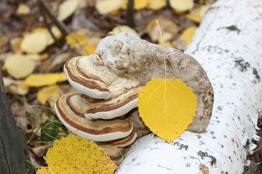 Similar image 13178407