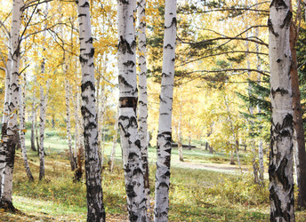 Similar image 13178489