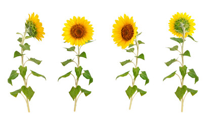 Similar image 13177499