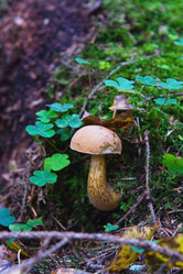 Similar image 13184623